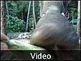 Elephant feeding - Bangkok, Thailand