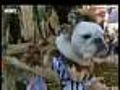 Video: Dogs Participate In Barkus Parade