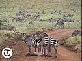 Tanzania safari