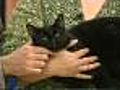 3/9 Pet Saver: Speedle the cat