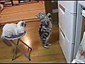 Cat Prays to the Fridge