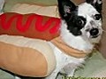 Dogs Dressed As Hotdogs