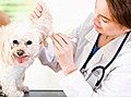 Your puppy’s first veterinary visit