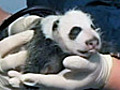 Giant panda cub gets clean bill of health