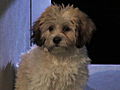 Puppy Bowl VII: Looking to Adopt?
