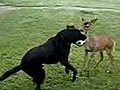 Dog and Baby Deer Play Football