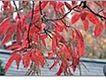 Learning About Oxydendron