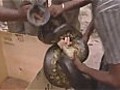 Snake attacks girl on Dutch TV show