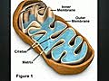 An Animal Cells Organelles