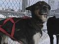 Ice Road Truckers: Dogsledding in Yellowknife