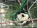 Giant Wild Panda Caught In China