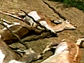 राजस्थान में बारिश से 40 हिरण मरे