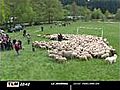 Allez tondre les moutons au lac des Sapins (Cublize)