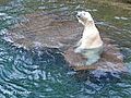 Germany: Au Revoir to Flocke the Polar Bear