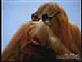 Funny - Kodak, Clever Orang Utan