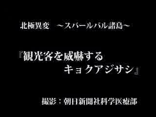 〈北極異変〉キョクアジサシ