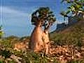 Journey to the secret kingdom of Socotra