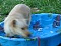 Golden Pup Ice Battle