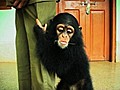 Man Adopts Baby Chimpanzee