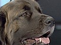 Distinguished canines converge on NYC