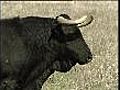 Spanish breeder to clone prize bull