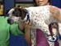 10/2 Pet Saver: Brewster the dog