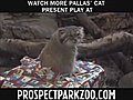 Holiday Gifts for Pallas&#039; Cats at the Prospect Park Zoo