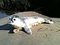 A harbor 2-3 day old Harbor  seal lost