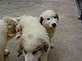 Authentiques Chiots Montagne des Pyrénées LOF Patou