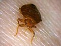 How to protect against bedbugs when traveling