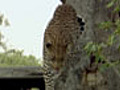 Leopard Friend