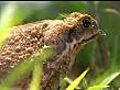 Australia’s cane toad cull