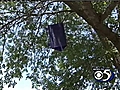 Emerald Ash Borer found in Green Bay