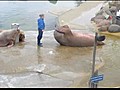 Walrus &#039;Rocky&#039; Training