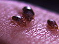 Monsters Inside Me: Bedbugs