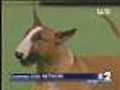 Rufus Wows Garden, Wins Best In Show