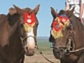 Mongolian Horses Wearing Traditional Decoration