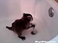 Baby Raccoon Takes A Bath