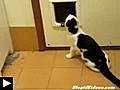 Chat contre chien