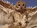 Eagle owls