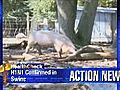 VIDEO: Swine flu discovered in pigs