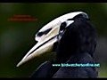 Wild Birds Promo Video for Birdwatchersonline.net