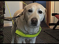 Record-breaking guide dog up for top award