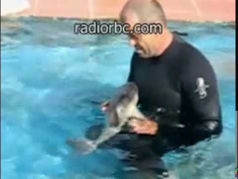 Nipper The Rescued Baby Dolphin Gets A Swimming Lesson - Exyi - Ex Videos
