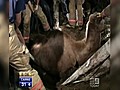 Camel rescued from hole