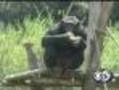 Zoo Animals In Rome Try To Beat The Heat