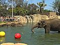 Elephant Pool Party
