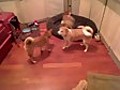 Dogs go nuts over a laser pointer