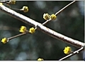 Growing Cornelian Cherry Dogwood