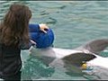 Aquatic Adventures: Children with Cancer Meet Echo the Dolphin